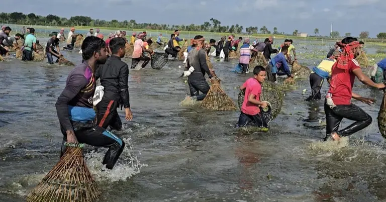 পলো বাওয়া উৎসব