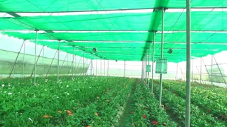 যশোরে একই জমিতে বছরজুড়ে ফুল ও সবজি চাষ