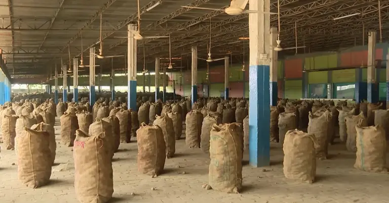 ফ্যানের বাতাসে আলু সংরক্ষণ করা হচ্ছে