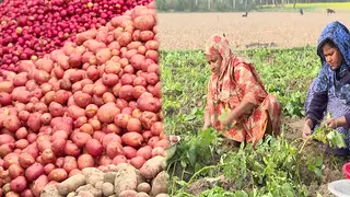 বগুড়ার হাট বাজারে আলুর দাম কমেছে