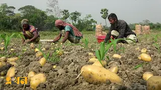 চাঁদপুরে আলু থেকে বাণিজ্য হবে ৫০০ কোটি টাকা