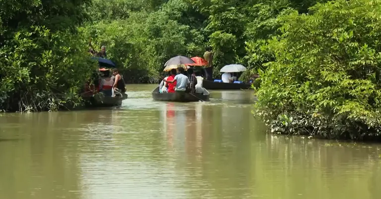 রাতারগুল সোয়াম্প ফরেস্ট