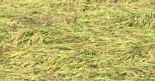 ঘূর্ণিঝড় মিধিলিতে পাকা ধানের ক্ষতি