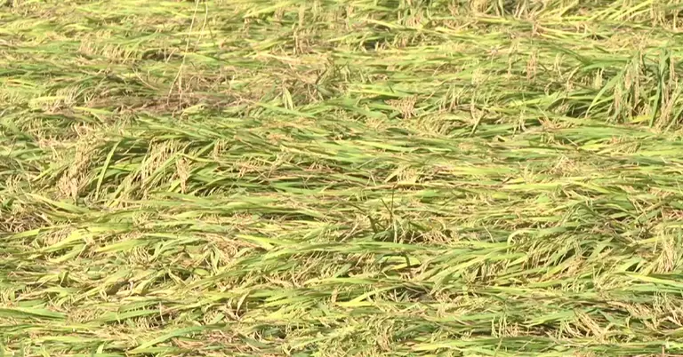 পাকা আমন ধান