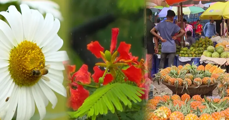 মধুমাস জ্যৈষ্ঠ; ফুল-ফলে সমৃদ্ধ আবহমান বাংলার রূপ