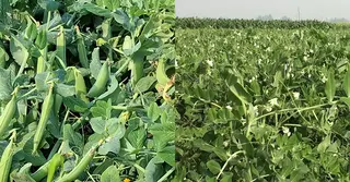 উচ্চ দাম ও লাভের আশায় শেরপুরে বাড়ছে মটরশুঁটি চাষ