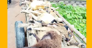 বাকৃবিতে ট্রেনে কাটা পড়ে ২২টি উন্নত জাতের ভেড়ার মৃত্যু