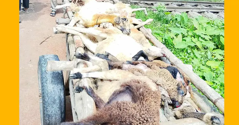 মৃত ভেড়ার পাল