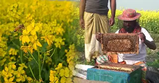 শেরপুরে বাড়ছে সরিষার আবাদ, জেলায় তেলের চাহিদার ৭০ শতাংশ পূরণের আশা