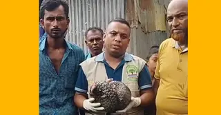 টাঙ্গুয়ার হাওরে ধরা পড়লো বিলুপ্ত প্রাণী বনরুই