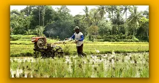 রাসায়নিক সারে ফেরার সিদ্ধান্তেই শ্রীলঙ্কার কৃষিতে ঘুরে দাঁড়ানো