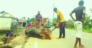 সড়ক সম্প্রসারণের দোহাই দিয়ে গাছ কাটছে বন বিভাগ, তথ্য নেই সড়ক বিভাগের