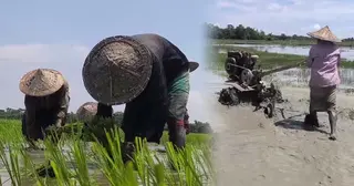 বন্যার ক্ষত কাটিয়ে ঘুরে দাঁড়ানোর চেষ্টায় সুনামগঞ্জের কৃষক