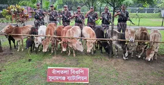 সুনামগঞ্জের সীমান্ত থেকে ৩২টি ভারতীয় গরু জব্দ