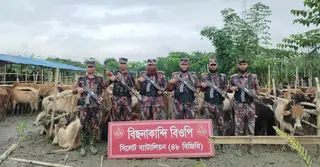 সিলেট সীমান্তে ৩ কোটি টাকার ভারতীয় গরু-মহিষের চালান আটক করেছে বিজিবি