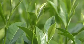 অনিয়মের অভিযোগে দুই ব্রোকার হাউজের কার্যক্রম স্থগিত করেছে চা বোর্ড