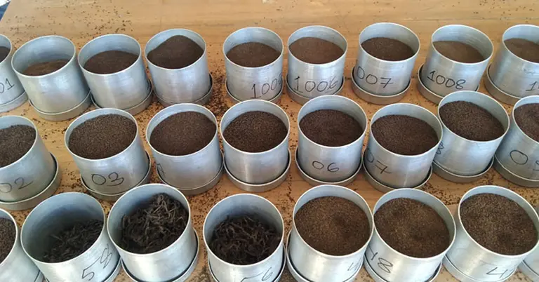 পঞ্চগড়ে সচল হলো তৃতীয় চা নিলাম বাজার