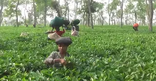 চা শ্রমিকদের সহায়তায় নগদ টাকা বিতরণে অনিয়ম, বঞ্চিত প্রকৃত দরিদ্ররা