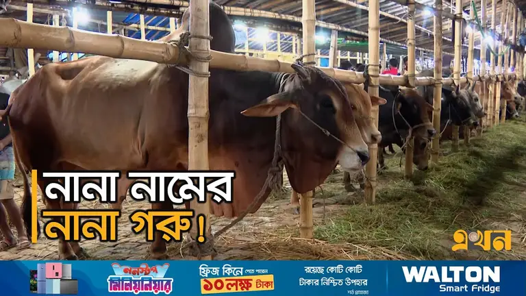 ক্রেতা-বিক্রেতার হাঁকডাকে জমে উঠছে গাবতলী পশুর হাট