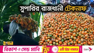 বাগান থেকেই বিক্রি হয়ে যায় টেকনাফের সুপারি!