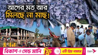 সাগরের দূষণে মাছ হারাচ্ছে তার আবাসস্থল!