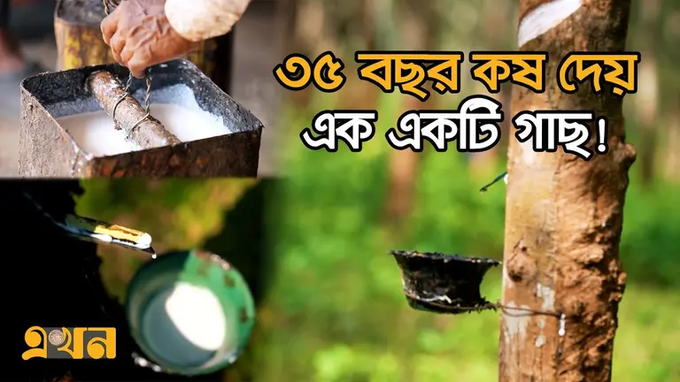 রামুর রাবার বাগান থেকে বছরে আসছে আড়াই লাখ কেজি কষ