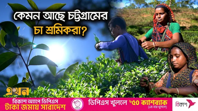 চা শ্রমিকদের জীবনের স্বাদ এখনও তেঁতো