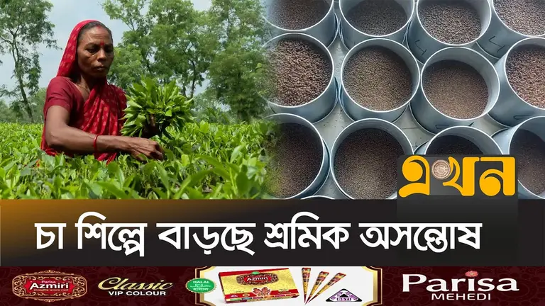 ভালো মানের চা নিলামে না ওঠায় কম চা কিনছেন বায়াররা!