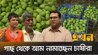 আম বাজারজাত হলেও পাইকারের দেখা নেই হাটে