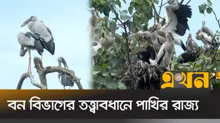 পাখির কলতানে মুখর বিহারহাট, গড়ে তোলা হয়েছে অভয়ারণ্য