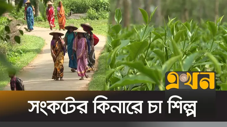 সংকটের কিনারে চা শিল্প; হিমশিম খাচ্ছেন বাগান মালিকরা