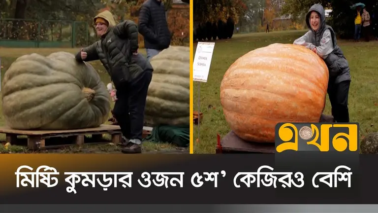 সাড়ে ৫০০ কেজি ওজন পোল্যান্ডের সবচেয়ে ভারী মিষ্টি কুমড়া