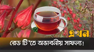 টাঙ্গাইলে প্রথমবার চাষে সাফল্য, সম্ভাবনাময় ‘রোজেলা চা’ নিয়ে কৃষকের স্বপ্ন