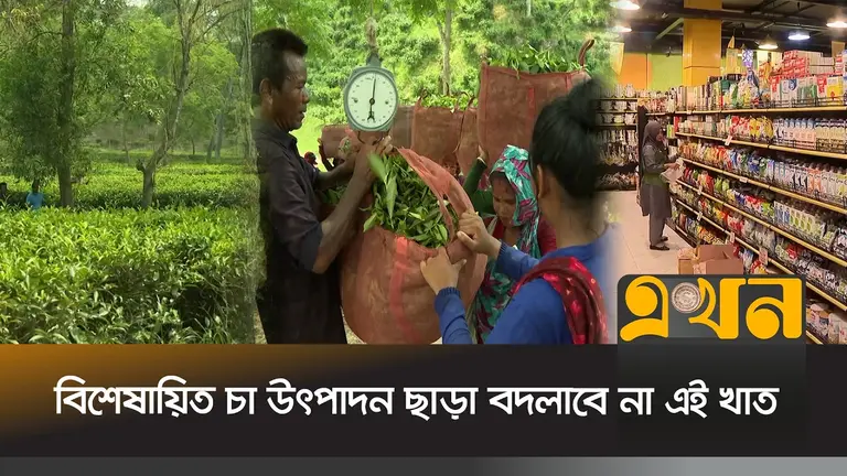 চায়ের দাম বাড়লেও লোকসানে বাংলাদেশের চা বাগান!