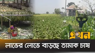 মানিকগঞ্জে কোম্পানির প্রলোভনে তামাকে ঝুঁকছে কৃষক