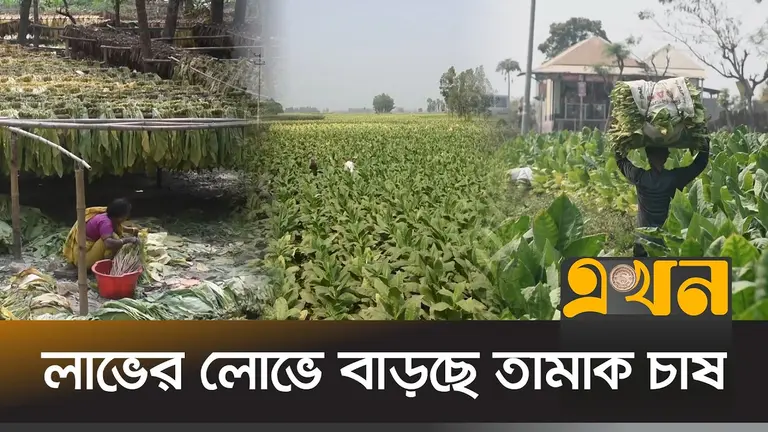 মানিকগঞ্জে কোম্পানির প্রলোভনে তামাকে ঝুঁকছে কৃষক