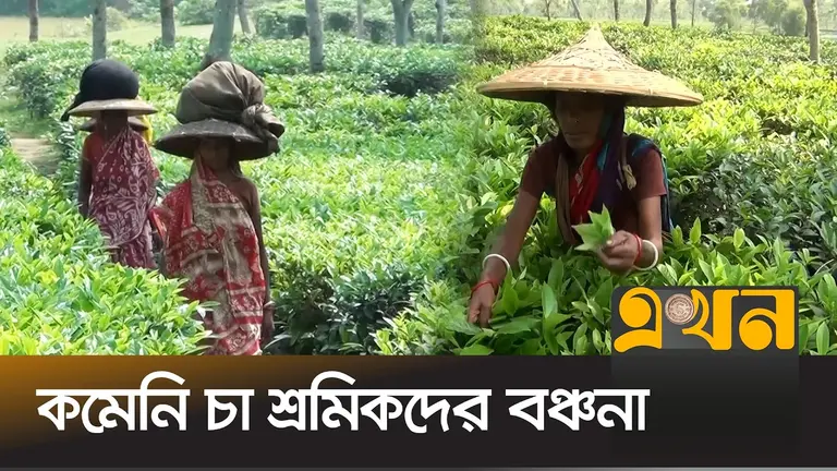 উৎপাদন বাড়লেও মজুরি বঞ্চনায় চা শ্রমিকরা