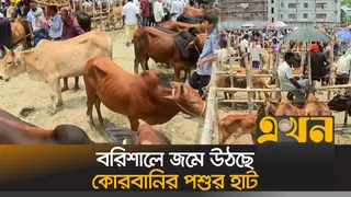 বরিশালে জমতে শুরু করেছে কোরবানির পশুর হাট, গো-খাদ্যের অজুহাতে দাম বাড়তি