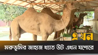 ১২ থেকে ১৫ ফুট উচ্চতার উটের দাম ২২ থেকে ৩০ লাখ টাকা