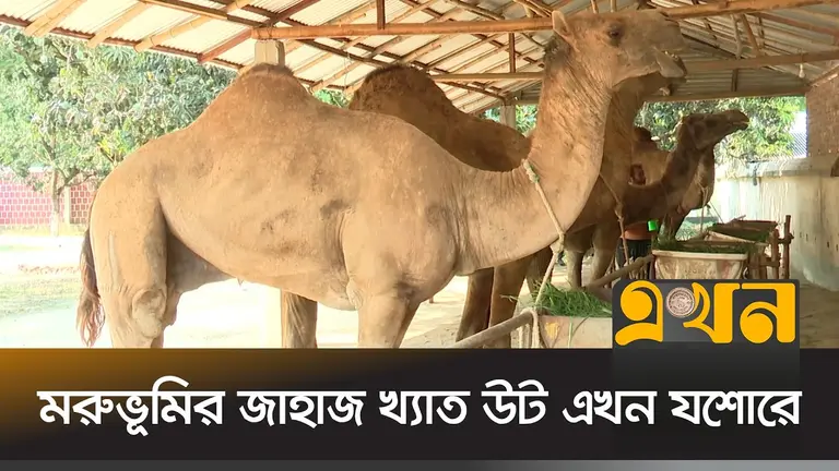 ১২ থেকে ১৫ ফুট উচ্চতার উটের দাম ২২ থেকে ৩০ লাখ টাকা
