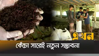 দিনাজপুরে অভিনব কেঁচো সার তৈরিতে ব্যস্ত শ্রমিকরা, প্রতি মাসে উৎপাদন ৫০ টন