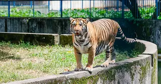বাঘের সংখ্যা বাড়ছে, কিন্তু নতুন হুমকিতে সুন্দরবনের ‘রাজা’