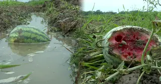 বৃষ্টিতে লণ্ডভণ্ড বরগুনার ১২ হাজার হেক্টর তরমুজ খেত