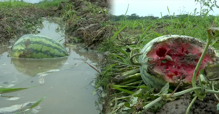 তরমুজ খেত