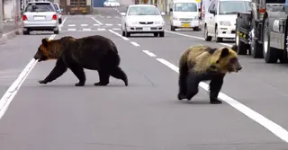 ভাল্লুকের আক্রমণের পর সেনা মোতায়েন করলো জাপান