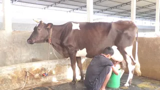 পঞ্চগড়ে ত্রিমুখী সংকটে দুগ্ধ খামারিরা